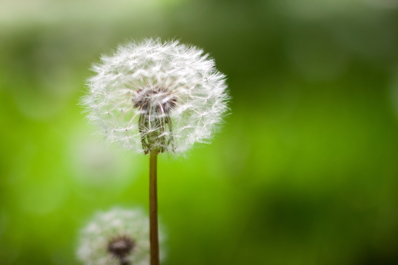 green blur nature free photo