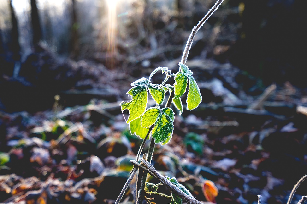 green plant nature free photo