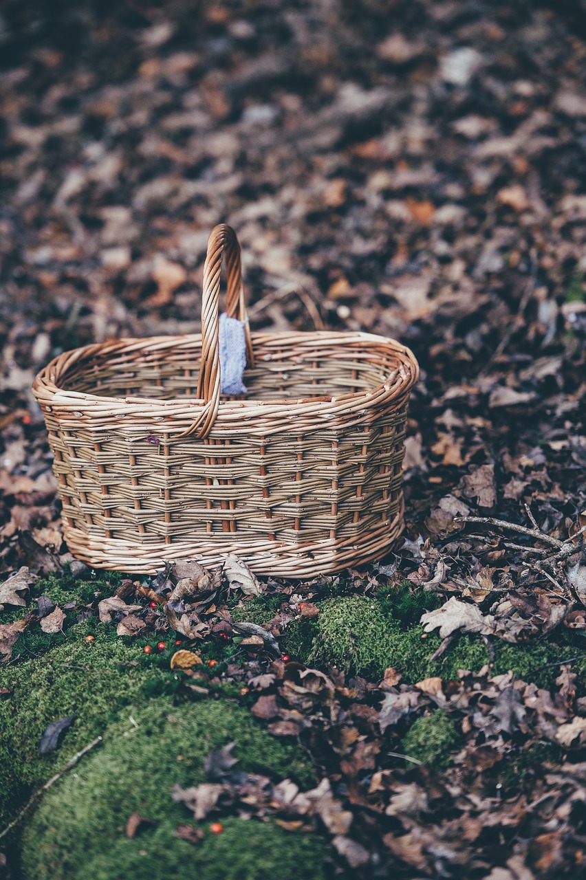 green grass leaf free photo