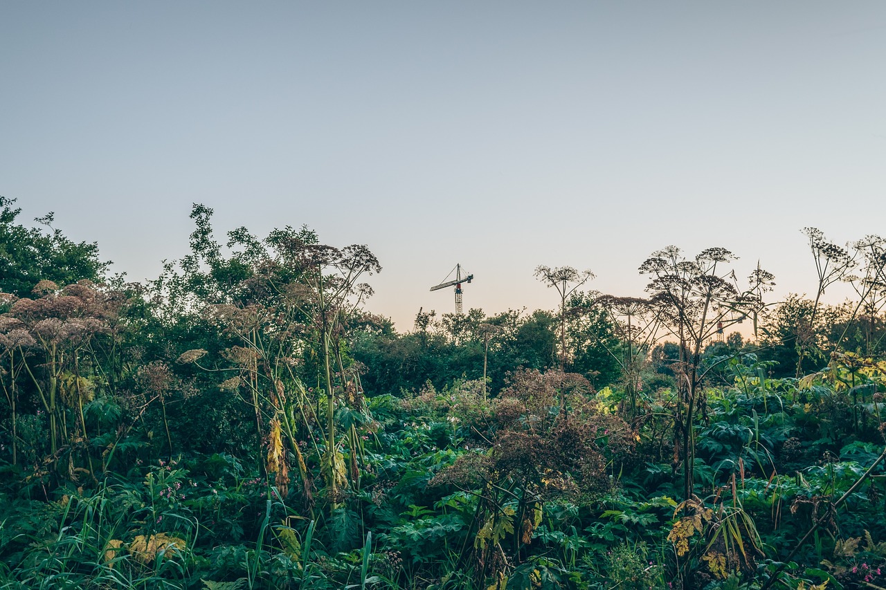 green plant agriculture free photo