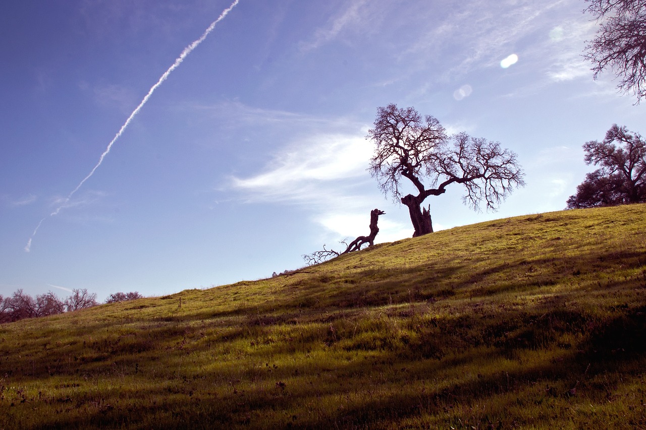 green grass highland free photo