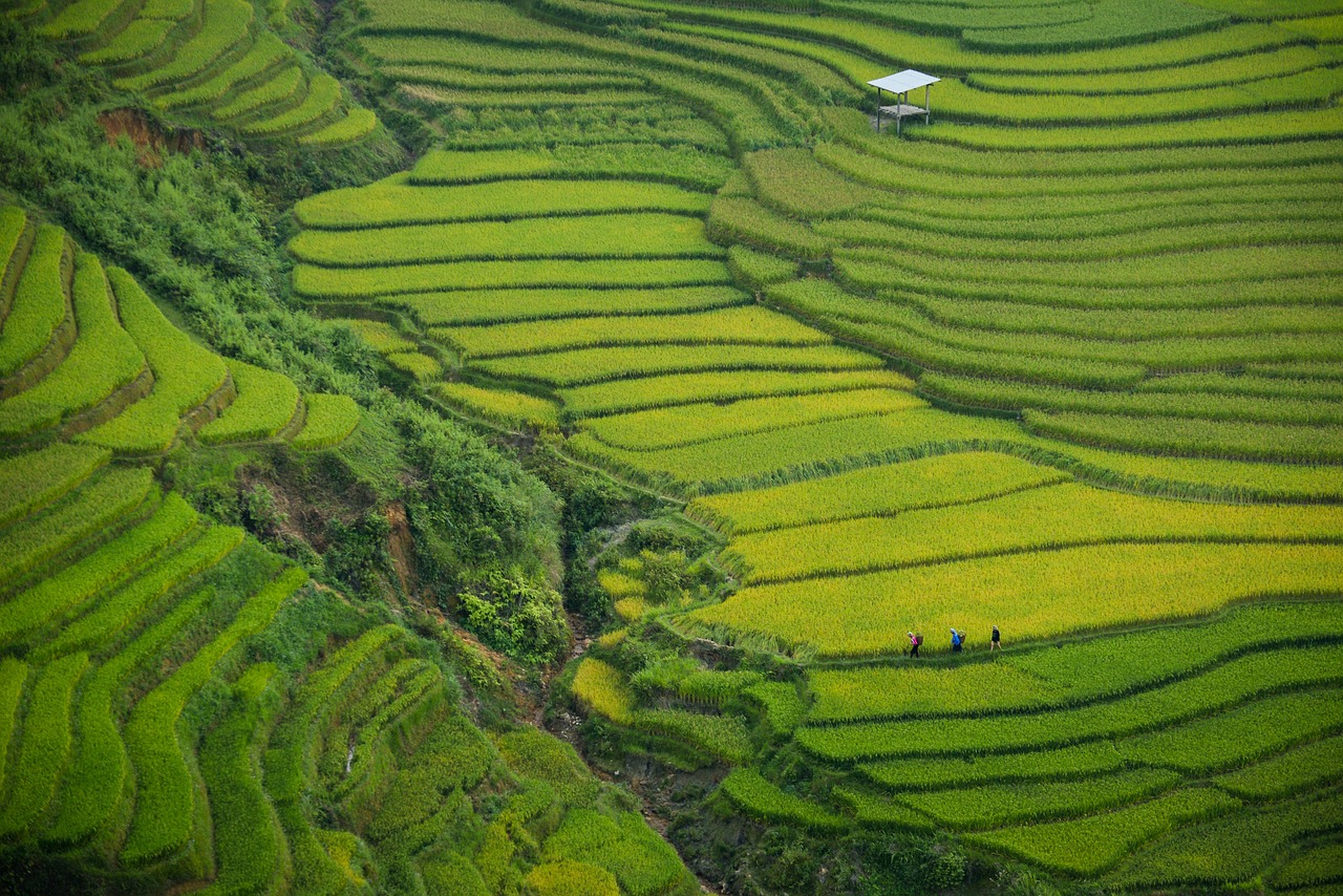 green field crops free photo