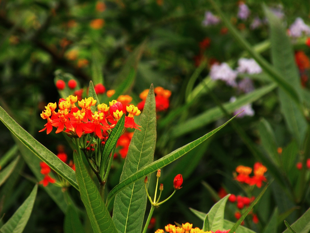 green leaf flower free photo