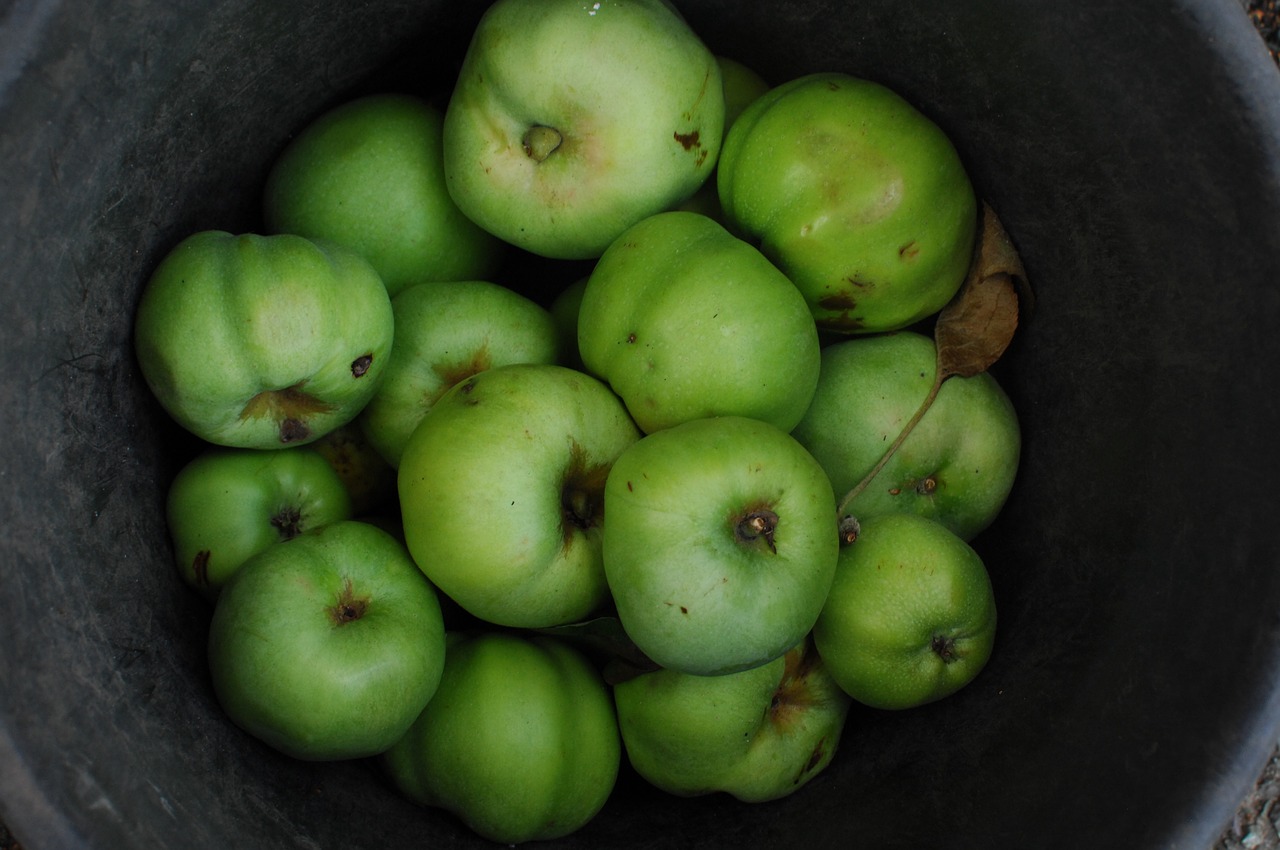 green fruit food free photo