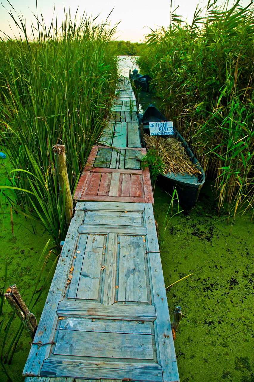 green grass outdoor free photo