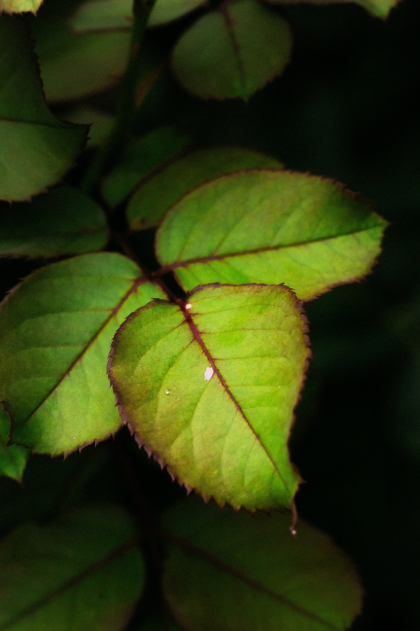 green leaf plant free photo