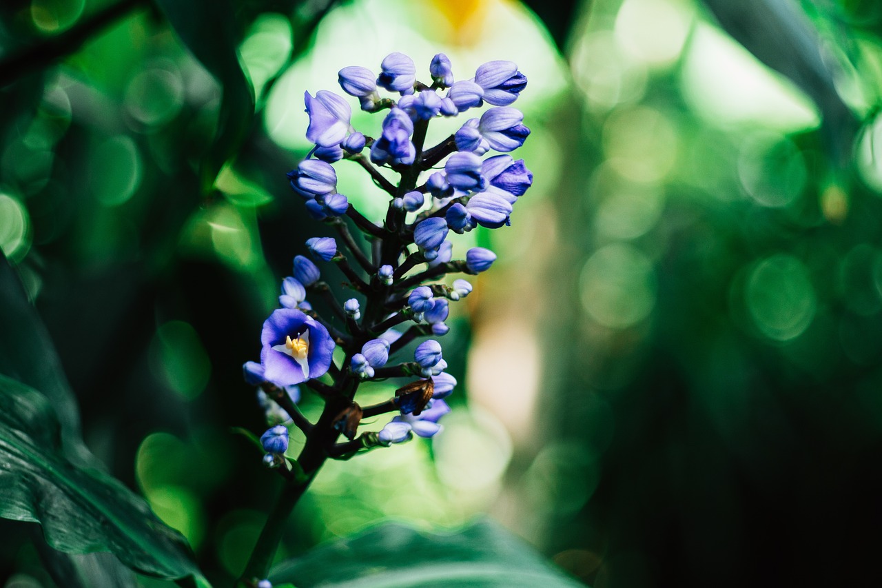 green leaf flower free photo