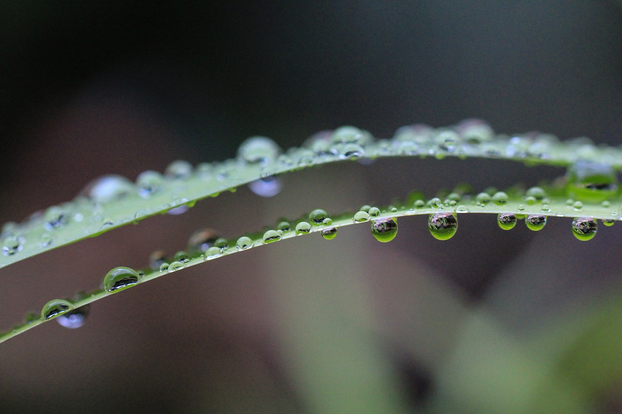 green leaf plant free photo