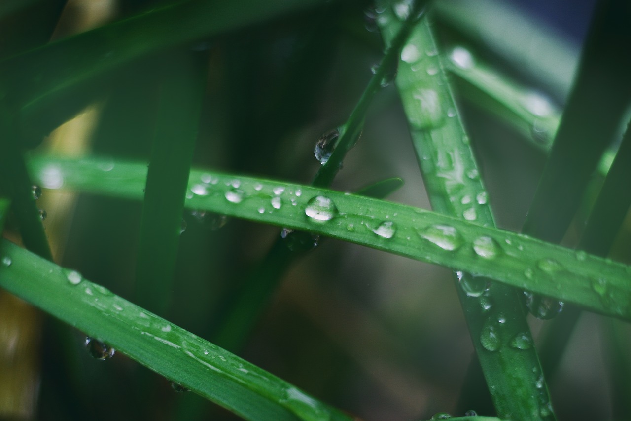 green leaf plant free photo