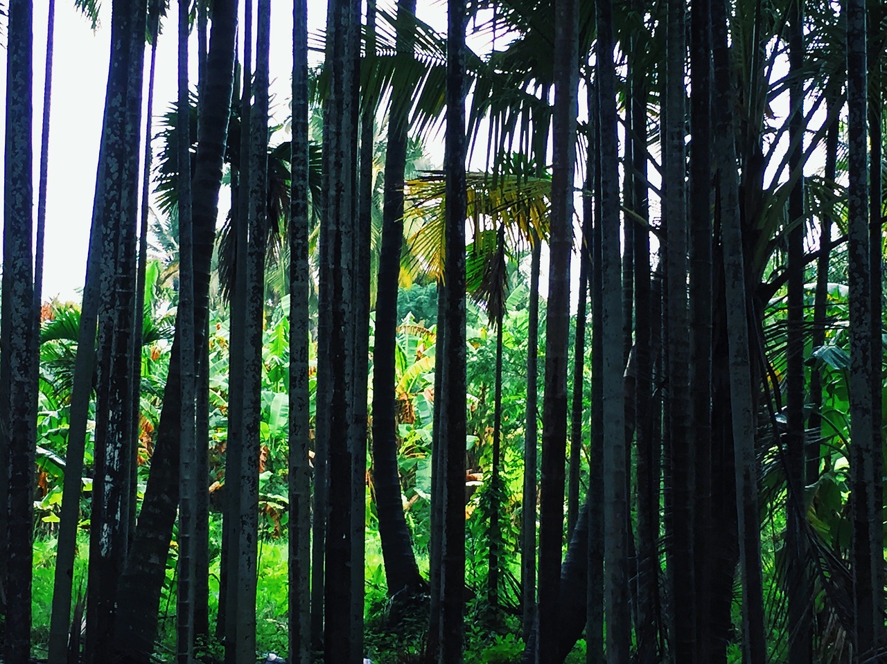 green grass outdoor free photo