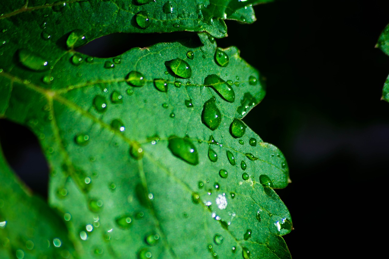 green leaf plant free photo