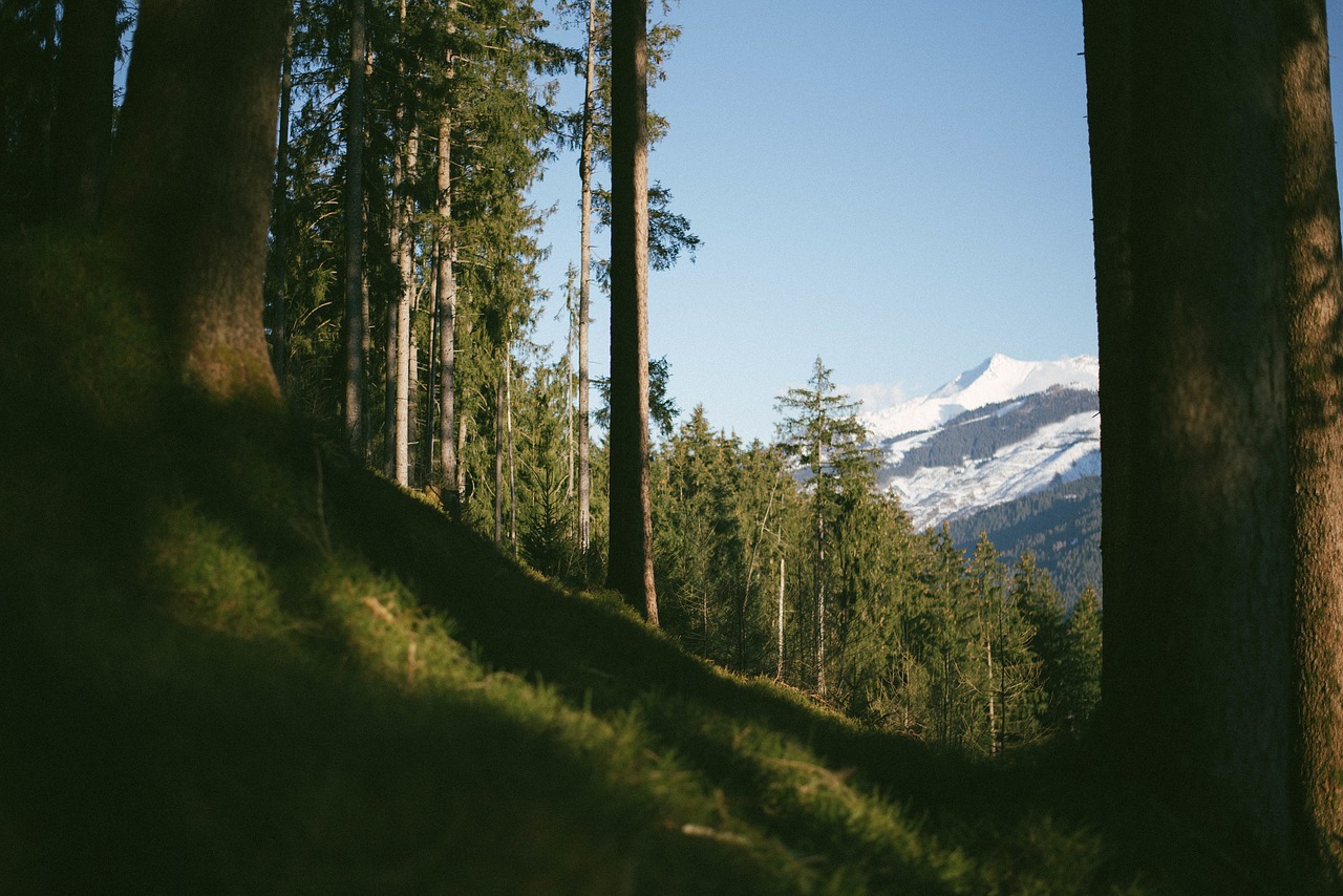 green grass highland free photo