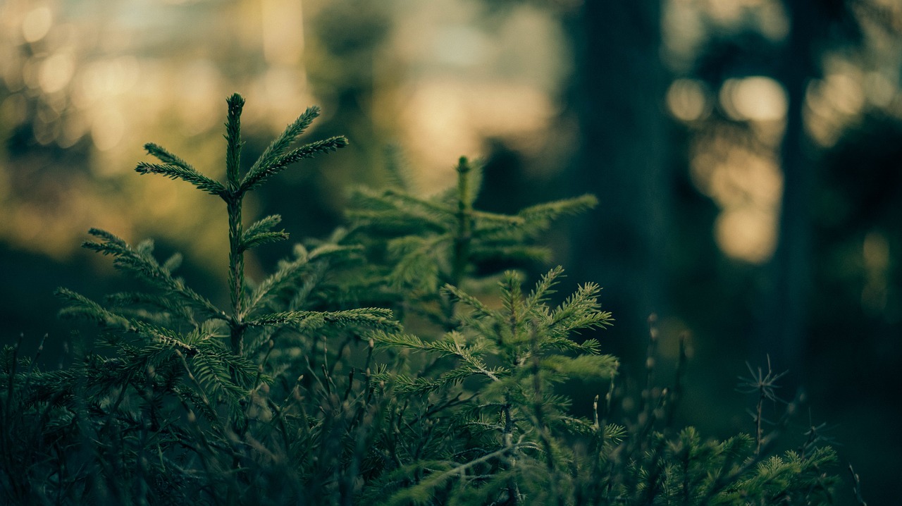 green leaf plant free photo