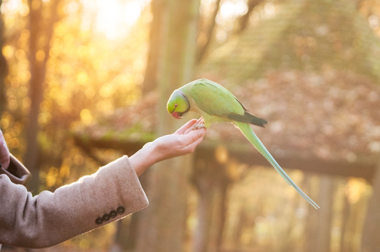 green bird pet free photo