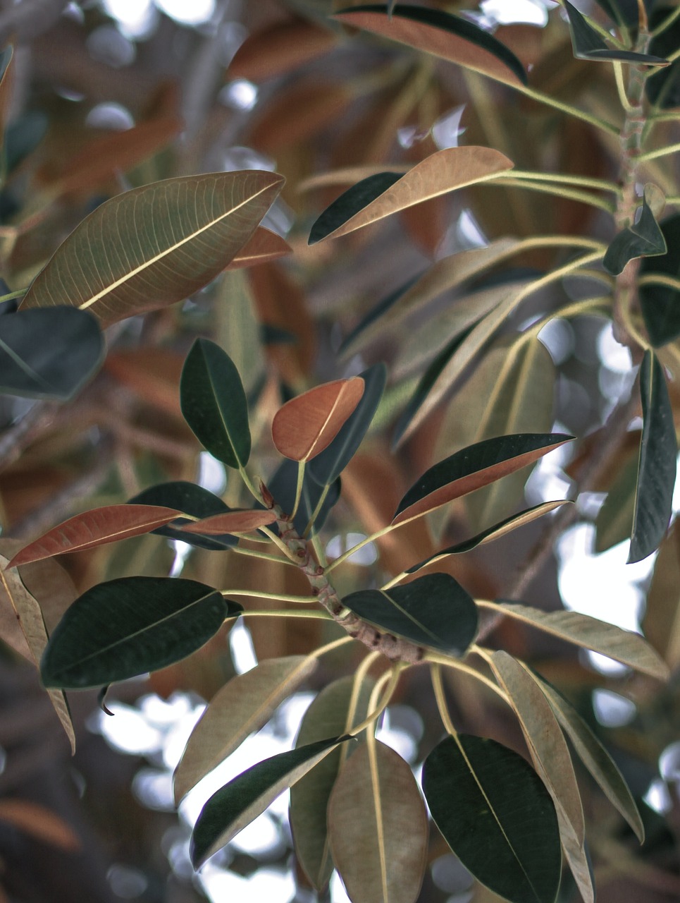 green leaf tree free photo