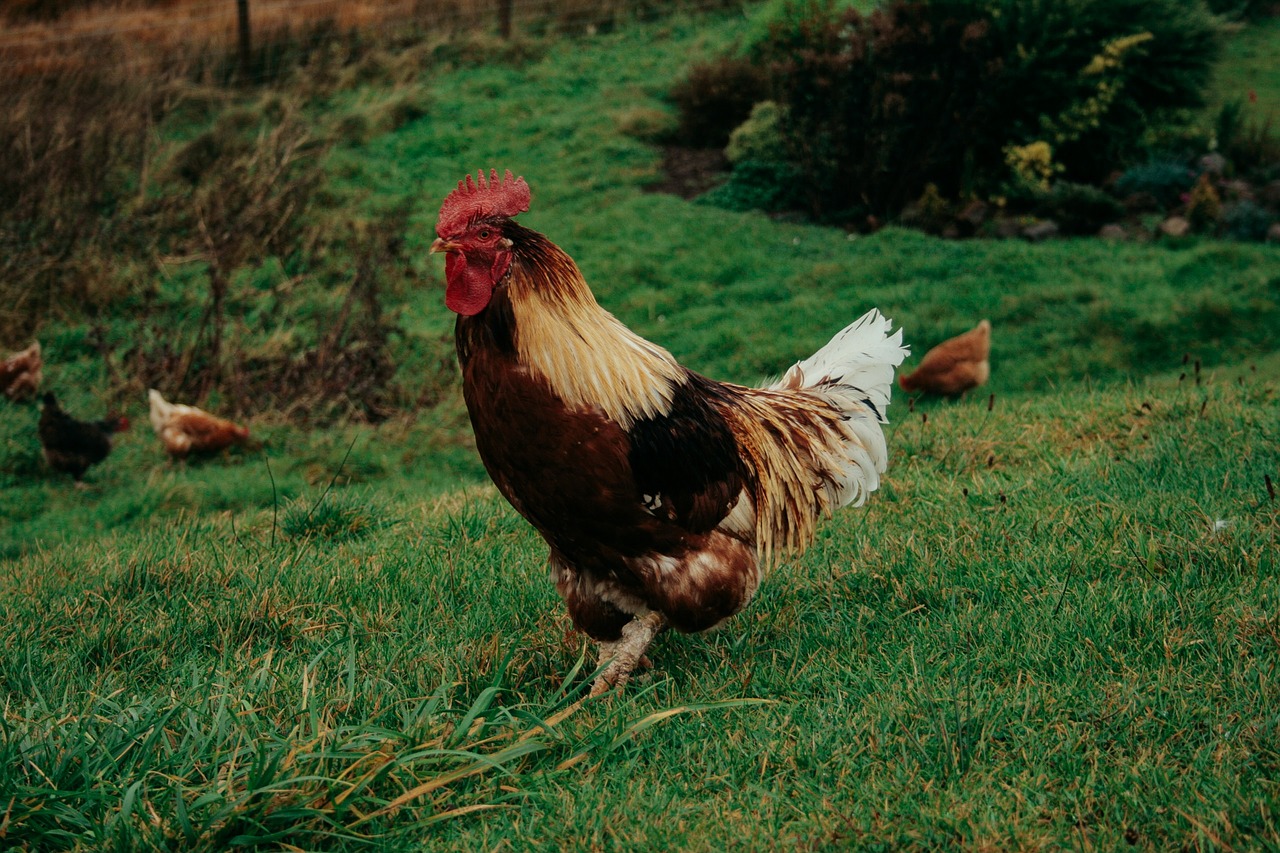 green grass poultry free photo