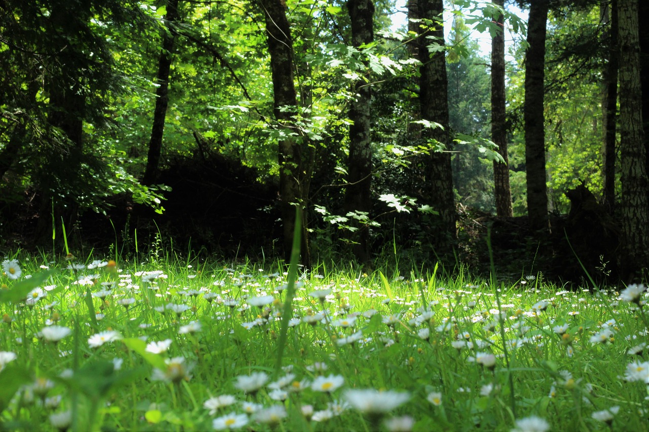 green grass trees free photo