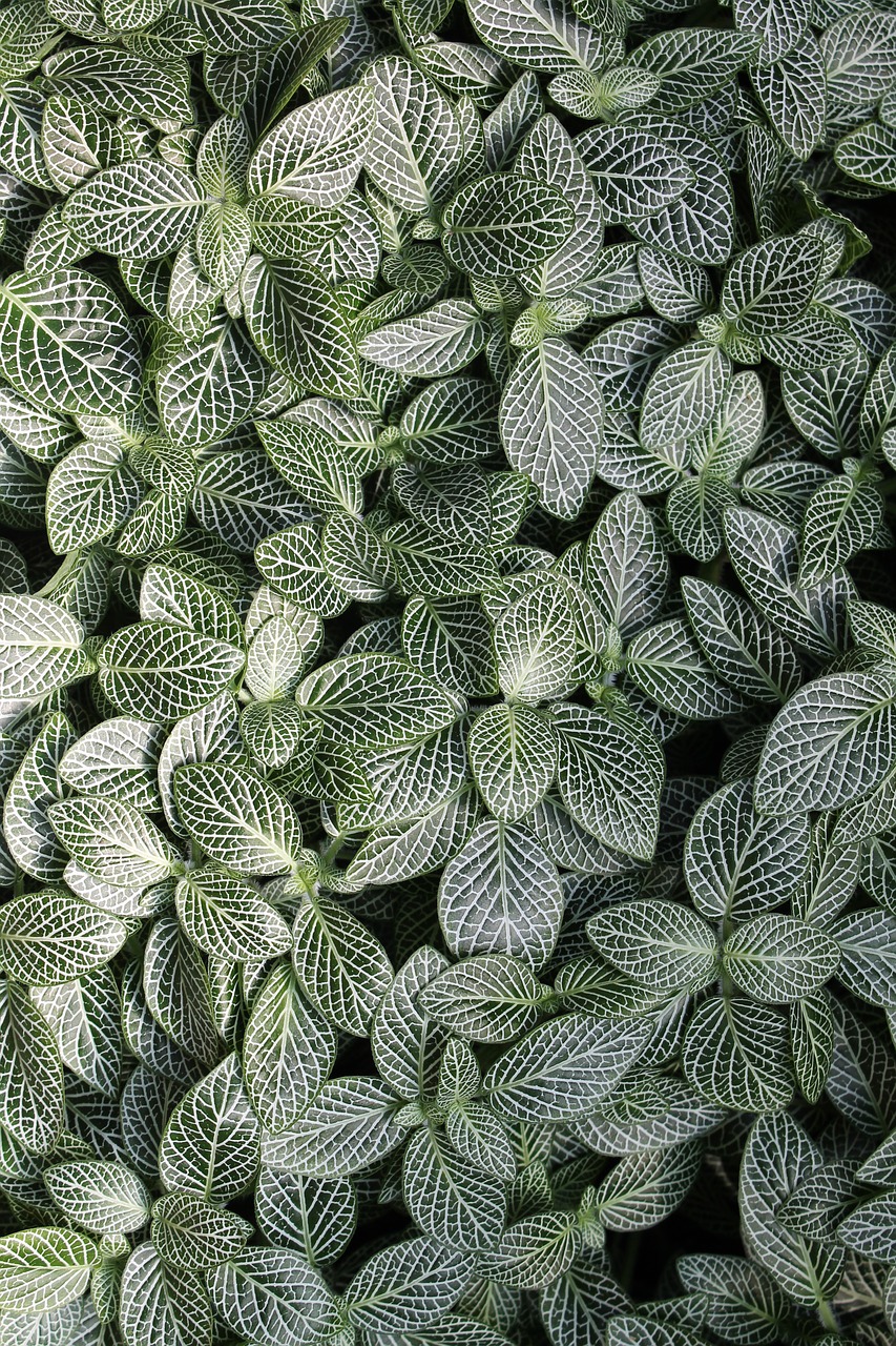 green plant leaf free photo