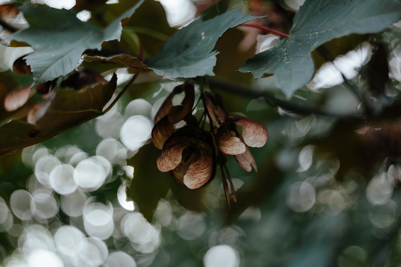 green leaf plant free photo