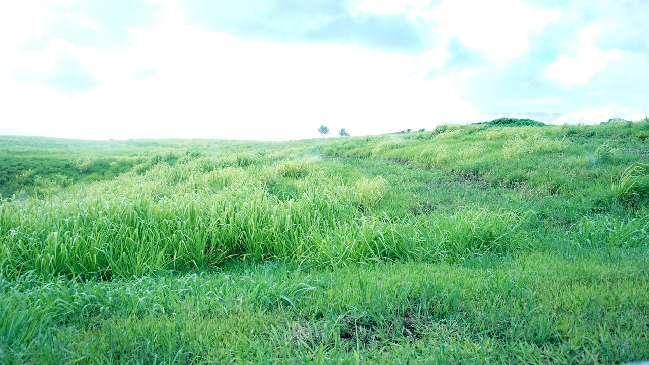 green grass highland free photo