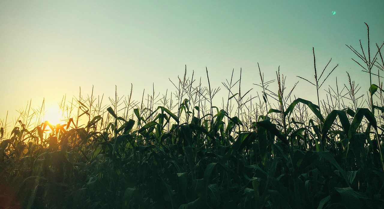 green crops agriculture free photo