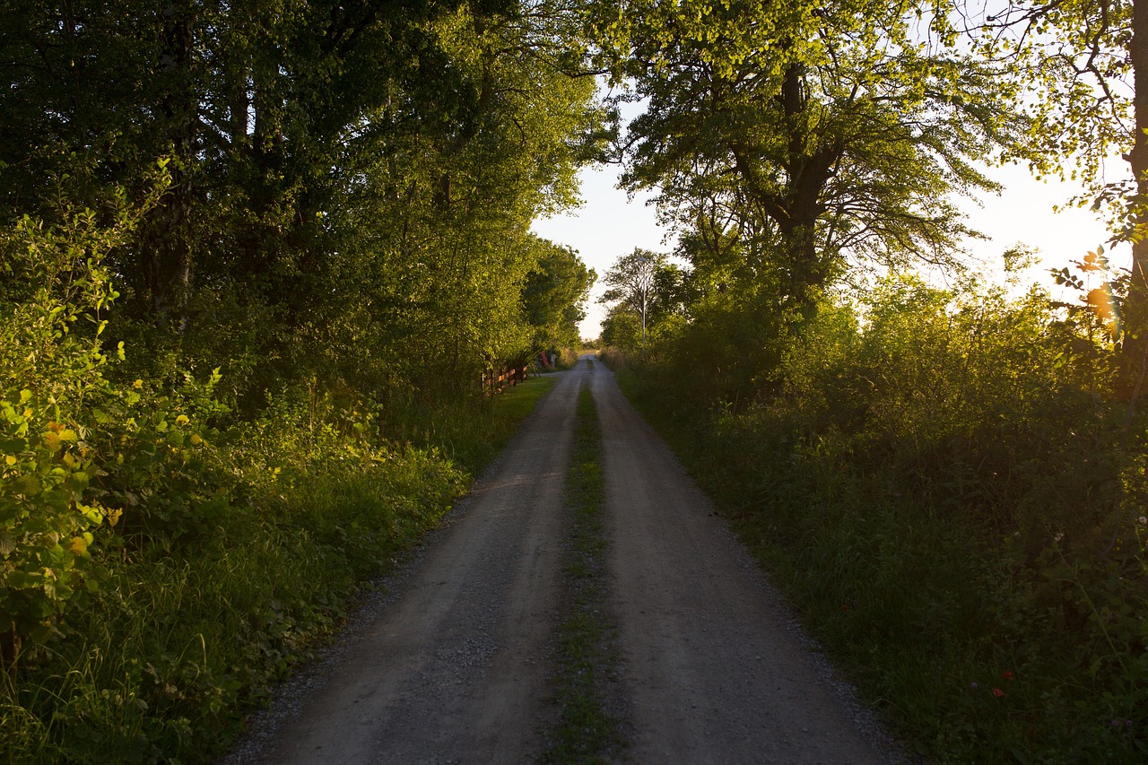 green grass path free photo