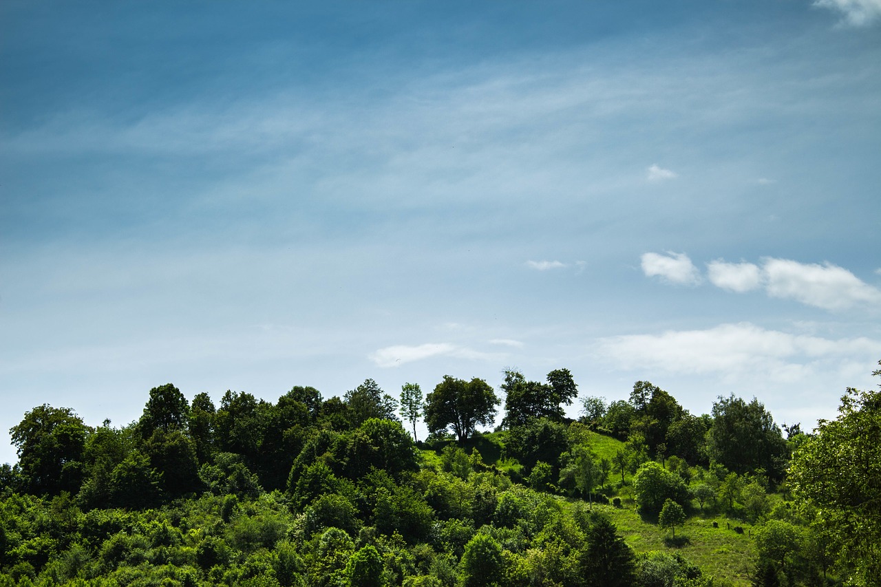 green plant trees free photo