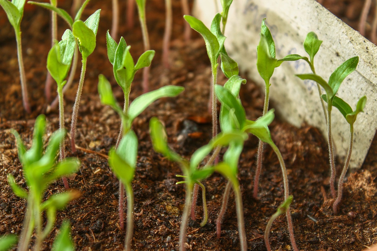 green plant agriculture free photo