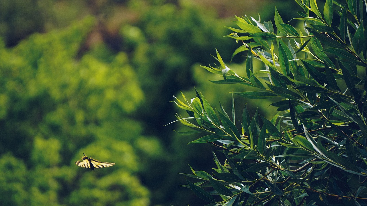 green plant nature free photo