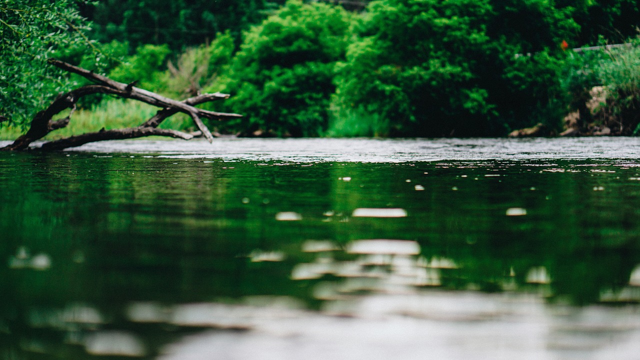 green plants forest free photo