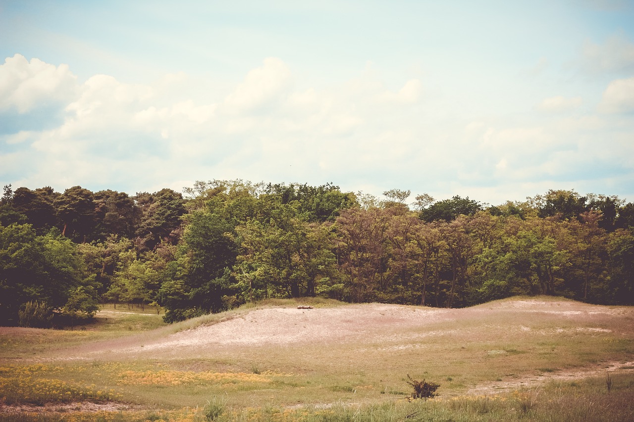 green grassland trees free photo