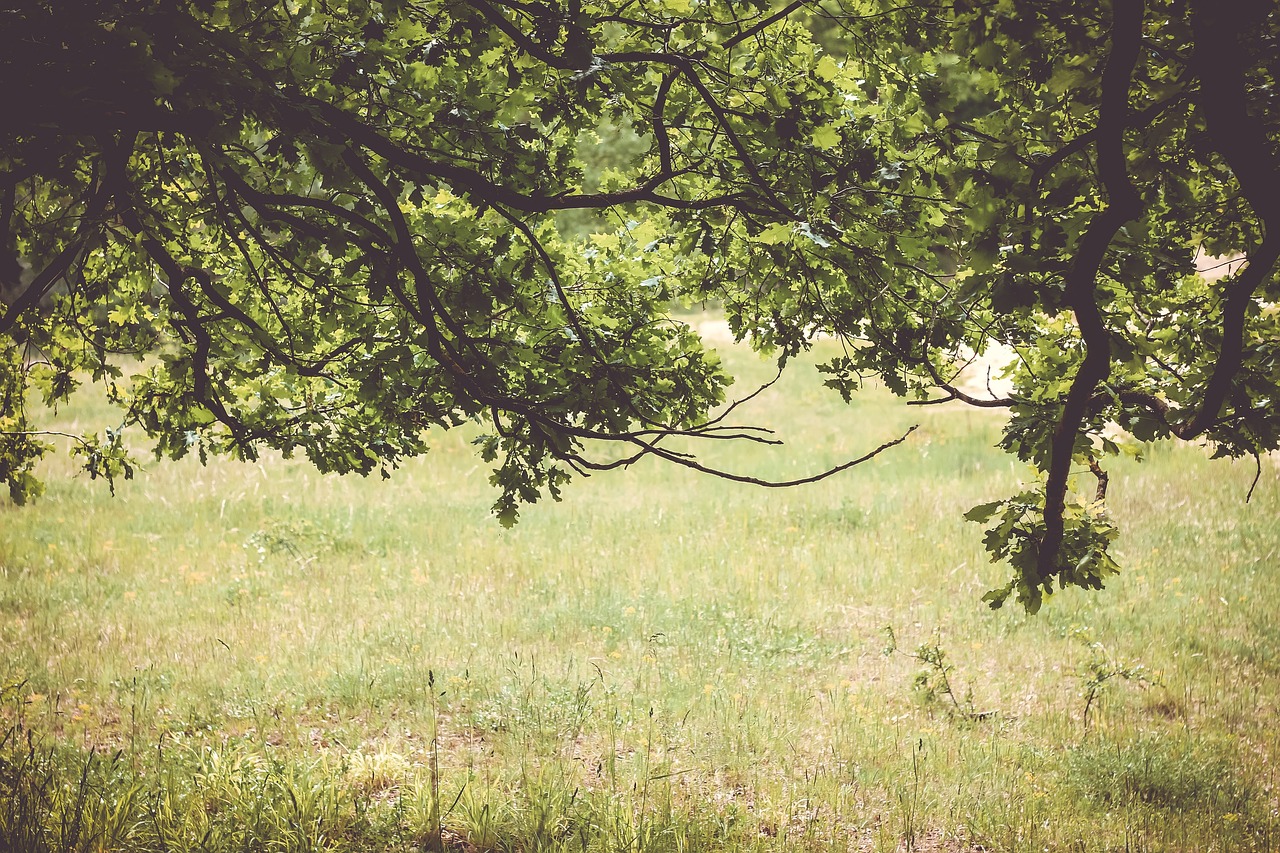 green grassland trees free photo