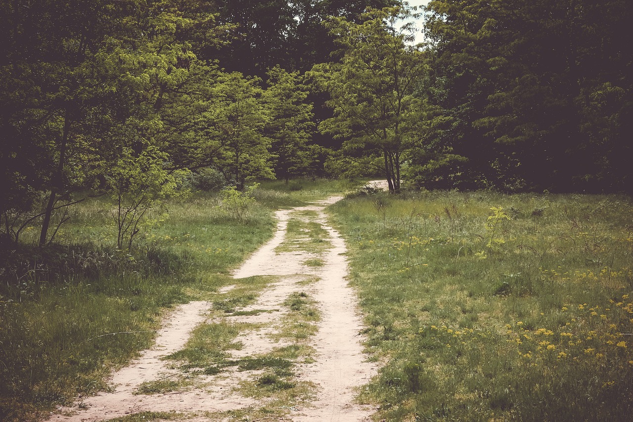 green grass path free photo