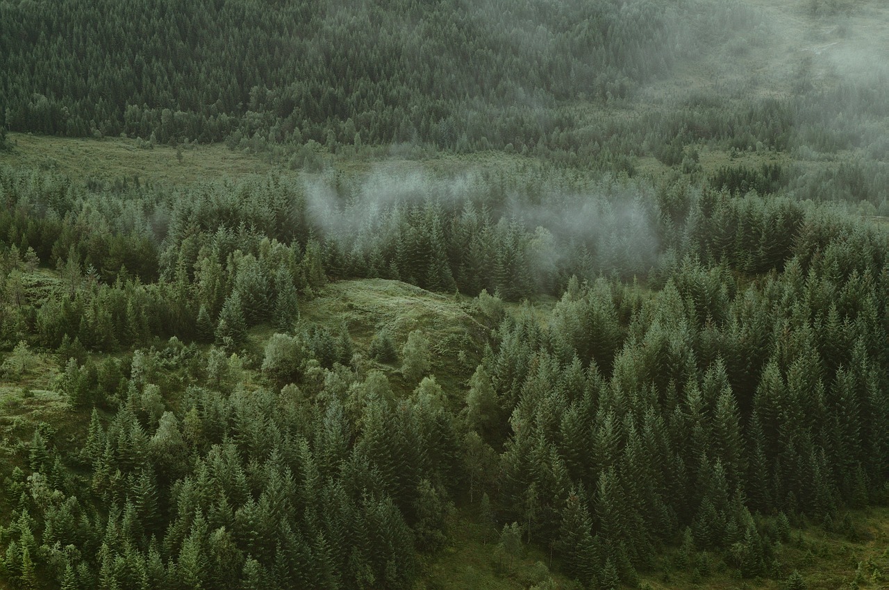 green trees plants free photo