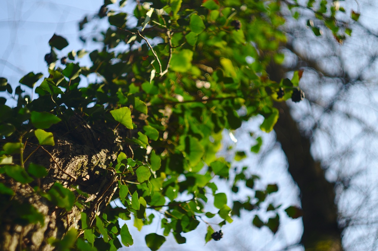 green vine plant free photo