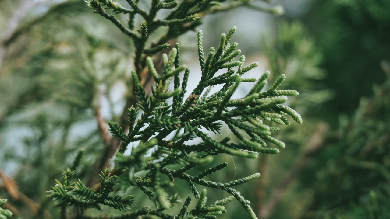 green plants tree free photo