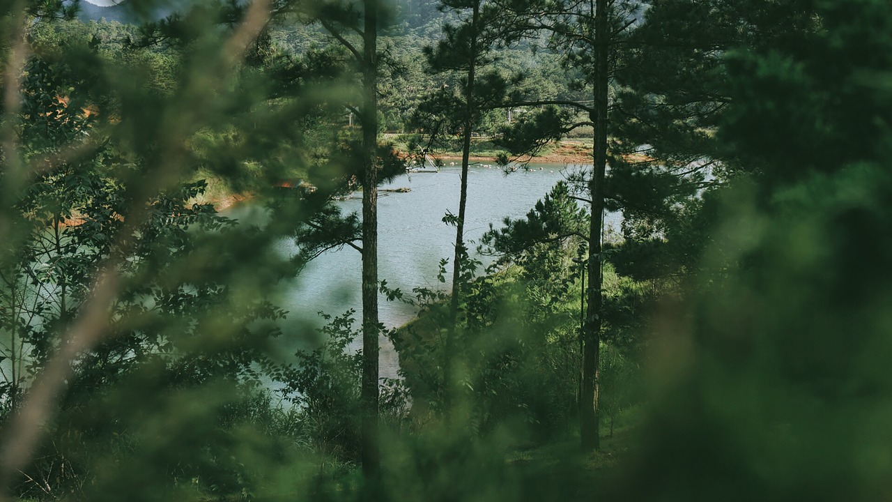 green trees plants free photo