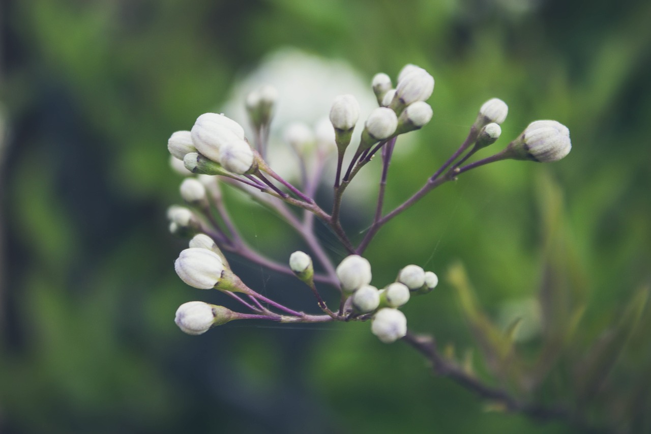 green plant flower free photo