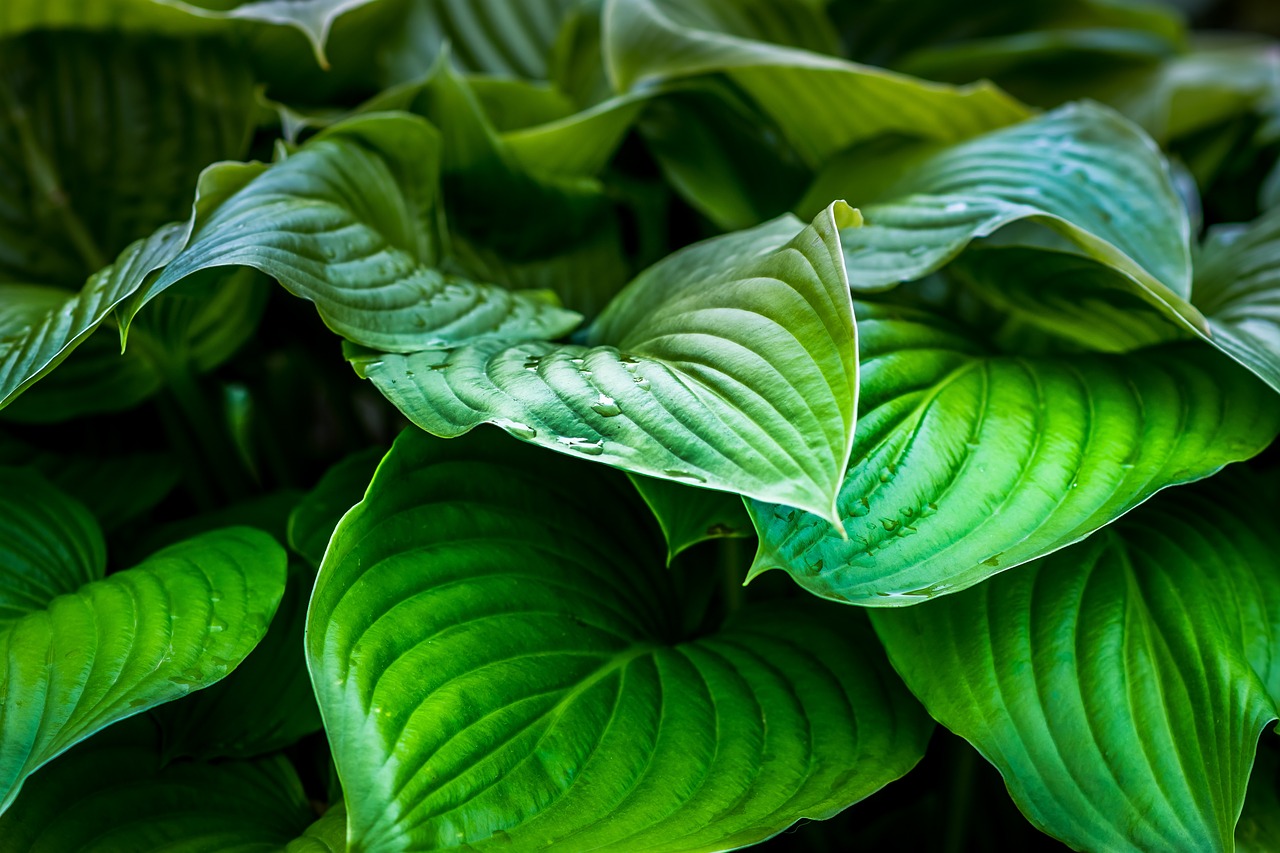 green leaf plants free photo