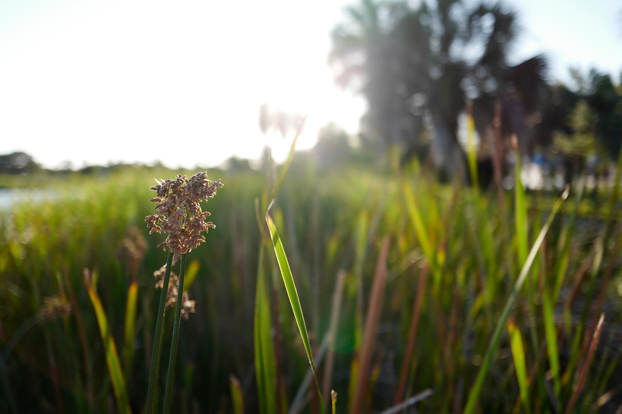 green grass outdoor free photo