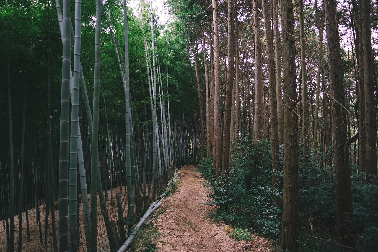 green plants trees free photo