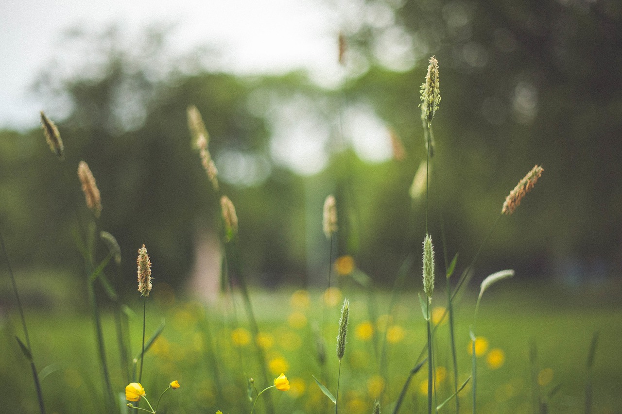 green plant flower free photo