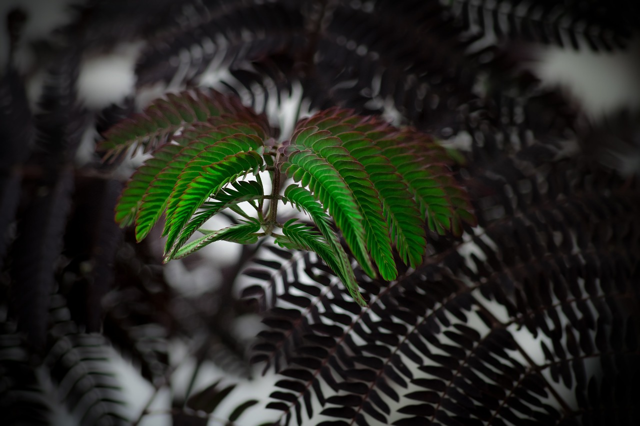 green leaves plant free photo