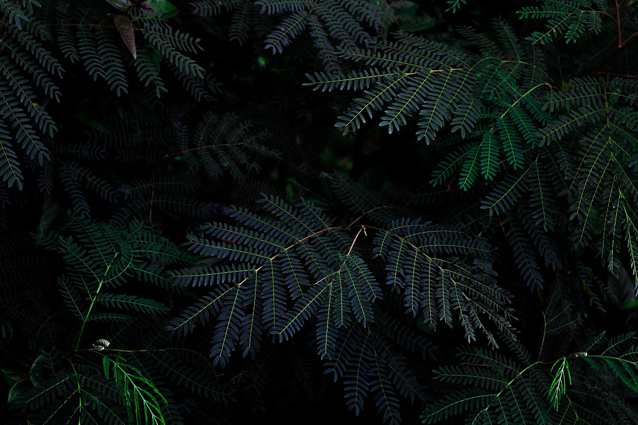 green leaves plant free photo