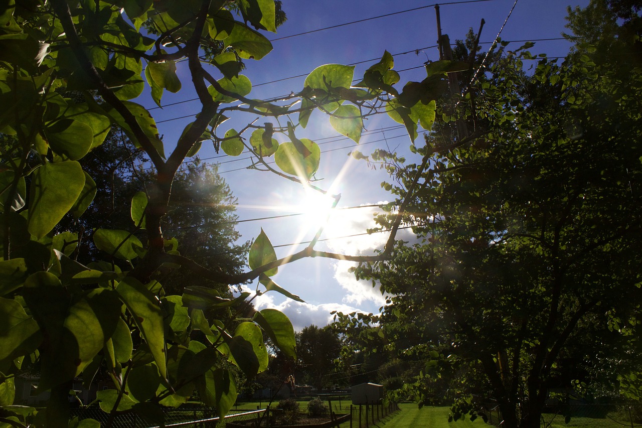 green plant trees free photo