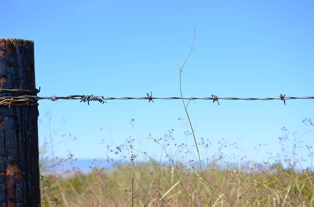 green grass barbed free photo