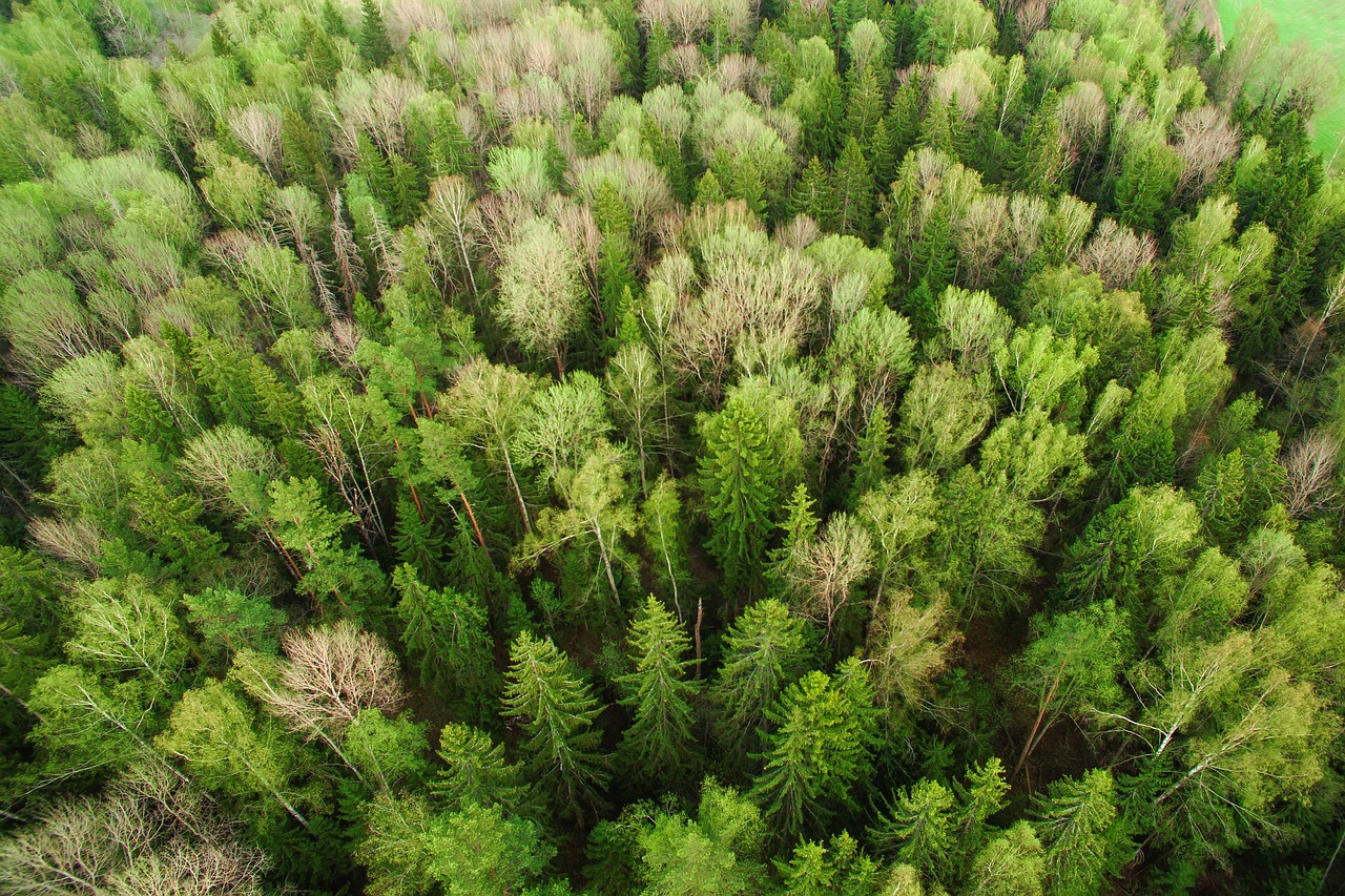 green plants nature free photo