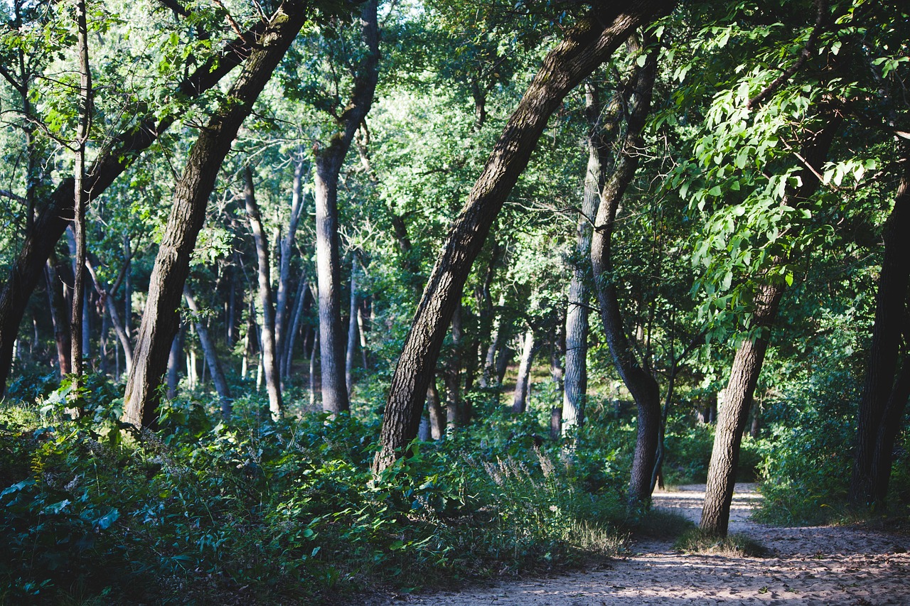 green trees forest free photo