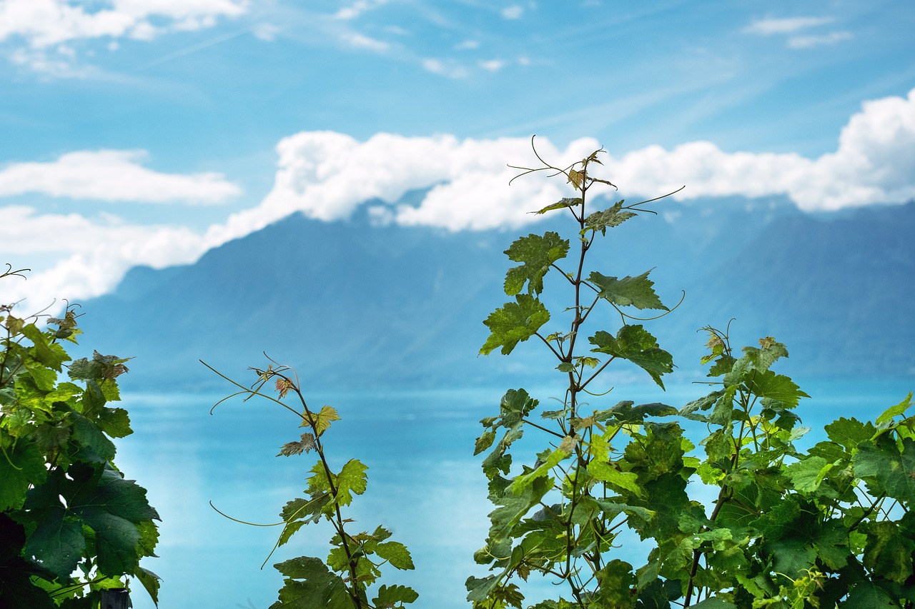 green plants vine free photo