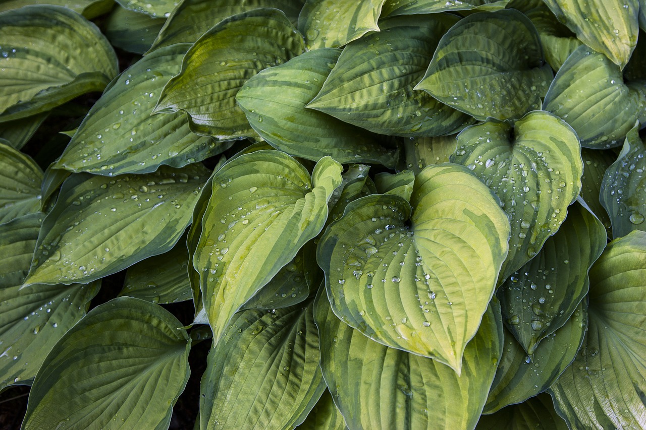 green plants nature free photo